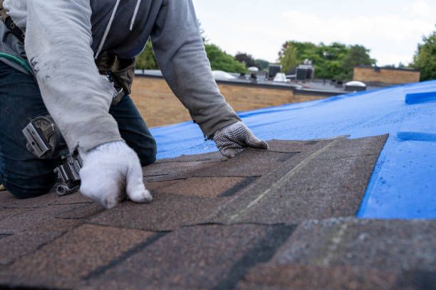 Best Roof Gutter Cleaning  in Coalfield, TN